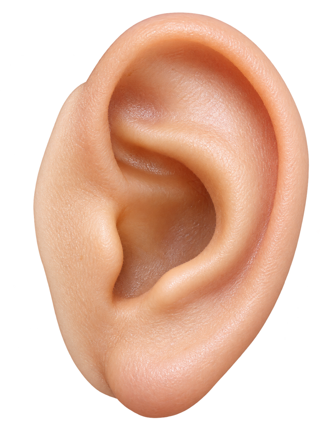 Ear Prosthesis